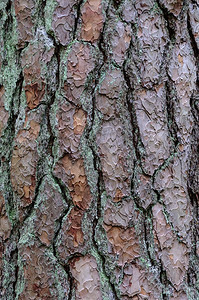 自然烂有机的旧松树皮纹理图片