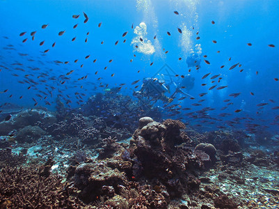 明信片深的水族馆肺图片