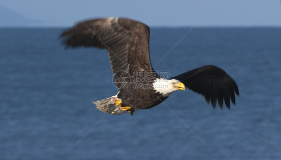 秃鹰飞越阿拉斯加霍默的蓝水鸟海本垒打图片