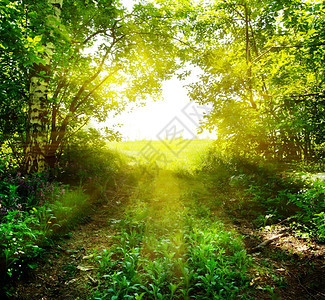 阳光下绿树丛林图片