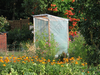 文化园丁庇护所花中的番茄住所图片