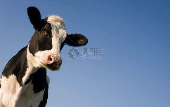 肉蓝色天空上的荷斯泰因奶牛复制文字空间在蓝色天上的霍斯泰因奶牛雷诺肉图片