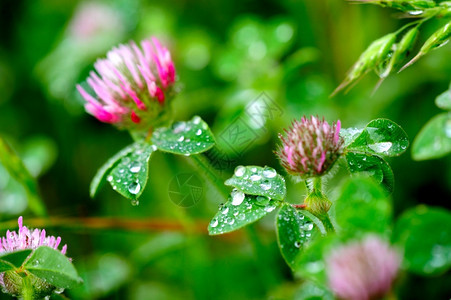 春雨过后花朵被浸在水滴中的花朵所覆盖在春雨之后飞沫生长绿色图片