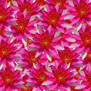 抽象的夏天植物群美丽的红水状花朵抽象纹理背景图片