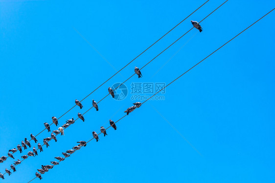 一群鸽子坐在电线上图片