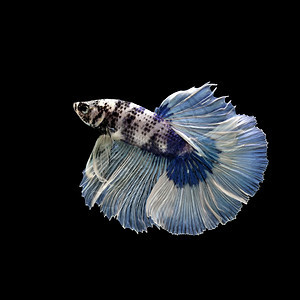 水中游动的蓝色斗鱼图片