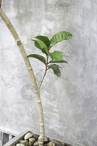 植物绿树竹锅生态设计外部库存照片人们新鲜图片