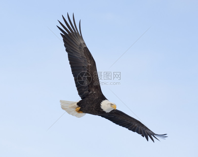 美国人飞行秃白头鹰过海湾图片