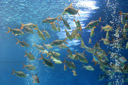 鲫鱼尾巴鲤科在水族馆里放上一整堆的克鲁西安鱼图片