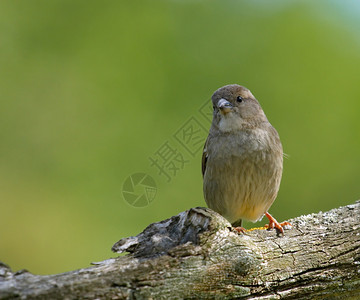 常设栖息一只雌麻雀站在树枝上自然图片