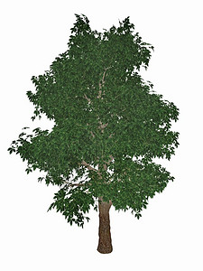 分支使成为白种中孤立的河马卡诺姆3D化马栗子或锥树3D化海马切桃子或锥树3D化河马板栗图片