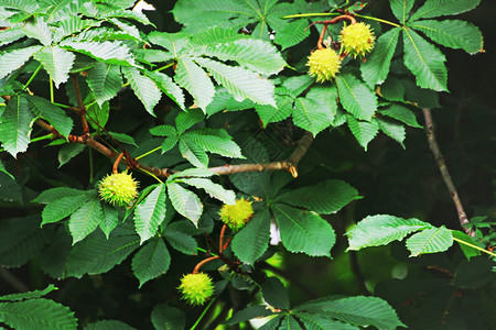 成熟之中水果栗子树枝果实与绿叶的图片