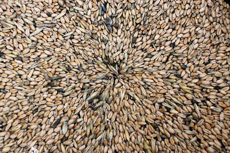 生的夏天小麦谷物的质素小麦种子的质料有机图片