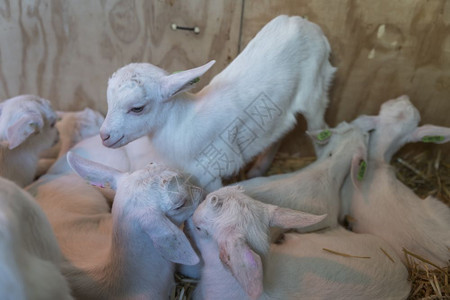 团体最可爱和的新生小婴儿羔羊只出生了几天才下来的小羊羔他们在一起玩耍最多农场图片