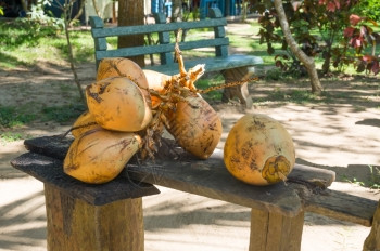 橙国王亚洲斯里兰卡南部省丹格尔唐噶勒花园收集的King椰子斯里兰卡南部省坦噶勒锡兰图片