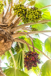 棕色的凤凰仙人掌又称椰棕榈有可食用甜果物水图片