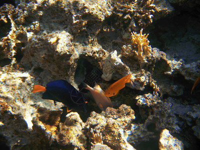 红色的黄原属动物红海中的热带异域鱼Zebrasomaxanthurum图片