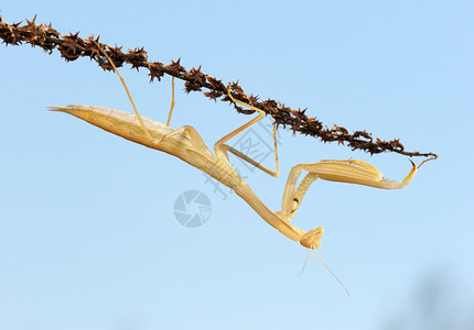 昆虫以色列天线反对空的植物上黄色螳螂图片