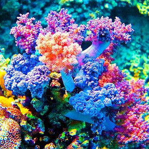 丰富多彩的软珊瑚潜水礁族馆图片
