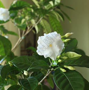 生长室内鲜花白色的植物图片