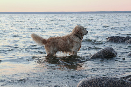 狗潜水员拉布多站在海边的水中岸纯种滩图片