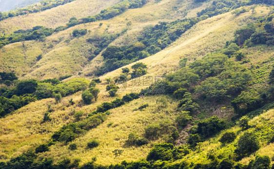 自然山坡草地和原树上涂满了木景观图片