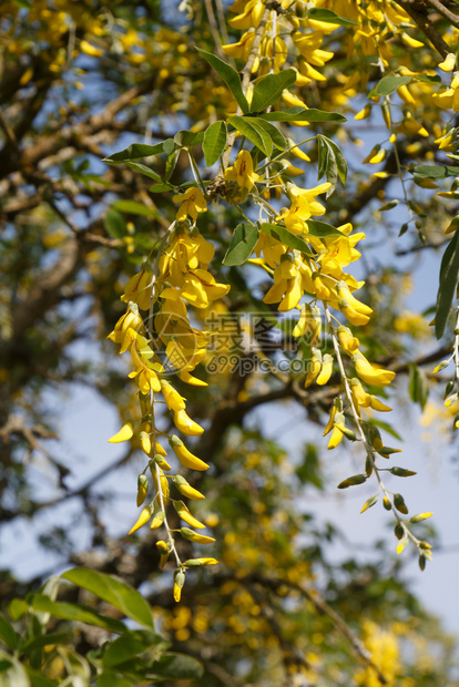 户外雌蕊春天在花园里放着阿尔卑斯山的黄花树图片