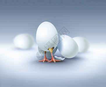 家禽配鸡蛋的新生命概念图象复活节自然图片