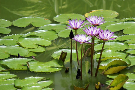 池塘里美丽的莲花图片