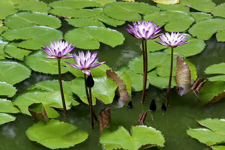 池塘里美丽的莲花图片