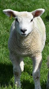 可爱的羊羔在平草地上玩耍动物绿色羊肉图片