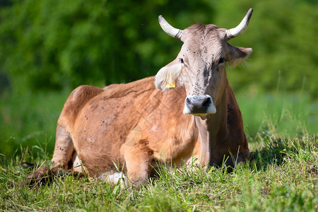 白色的大角牛在草地里休息农业场图片