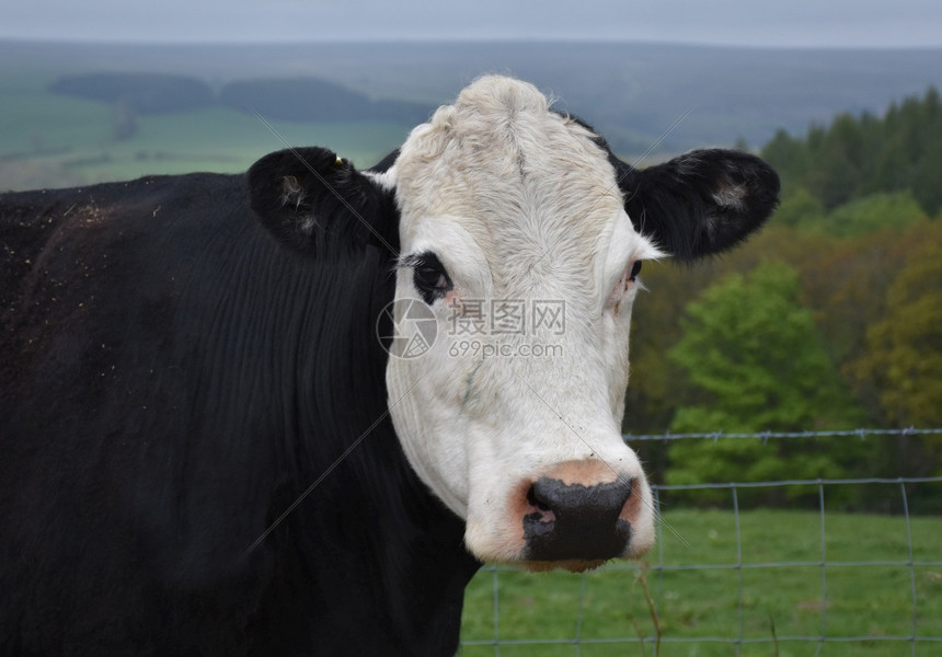 草地直接看着一头大奶牛的脸农田动物图片