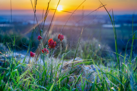 天气日落自然生态行走中的红花和绿草为了图片