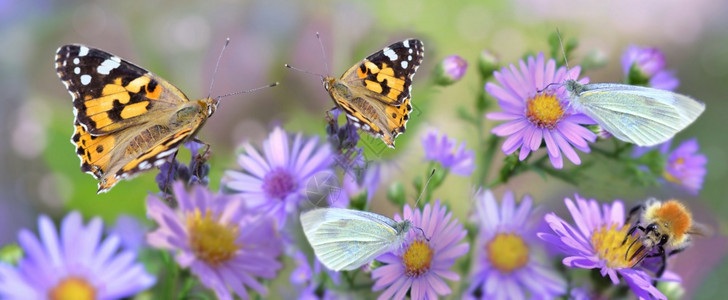 蝴蝶在全景的花园中收集粉红色花朵环境蜜蜂动物图片