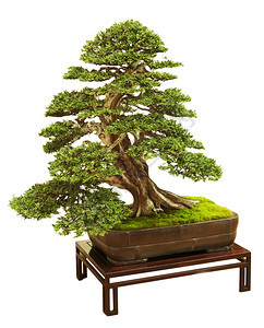 植物盆栽垂直图像A与白色背景隔离的Elm组合榆树图片