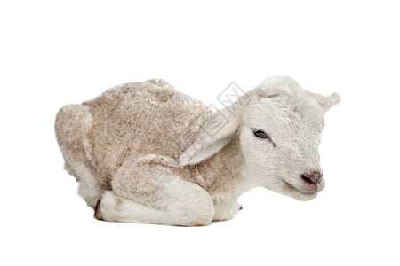 农业一天老的羔羊在白色背景面前婴儿工作室图片