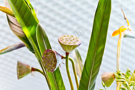 花瓣草植物莲种子舱的相光胶囊莲花种子舱的相光阴背景图片