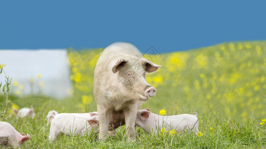 一种自然快乐的丹麦春天在开阔的草原上欢快猪图片