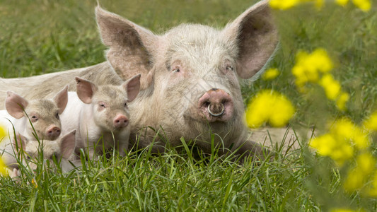 草地上的母猪和猪宝宝背景图片
