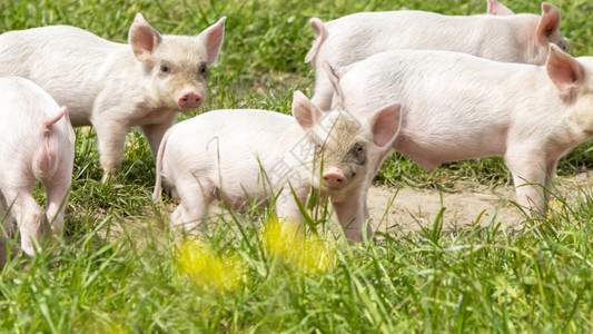 草地上的母猪和猪宝宝背景图片