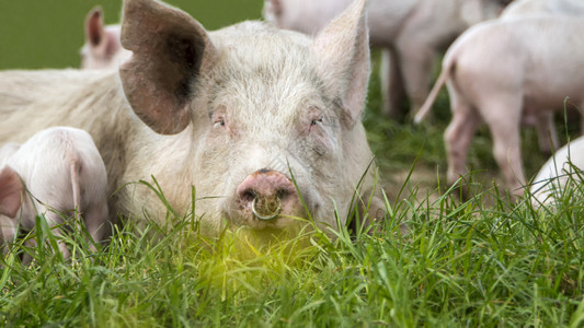 草地上的母猪和猪宝宝图片