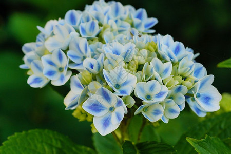 灌木夏令自然Pennymac绣球花夏天的朵图片