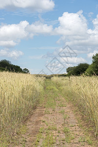 树木步行景观白云和天空非洲小屋有行走道路图片