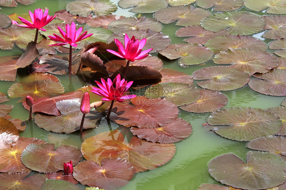 池塘里的莲花图片