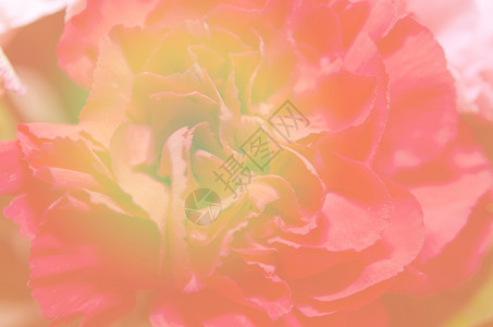 花的带有风格图像效果的红花美丽图片