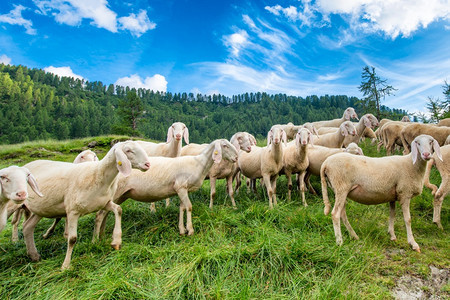 在山底下吃草的羊群图片