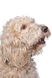 贵宾犬混种狗合品BassetGriffon和小狗在白色背景面前格里芬图片