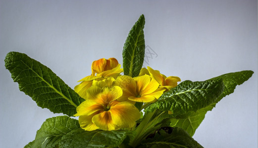 在光背景上生长的黄色棱柱花朵的盛开季节图片