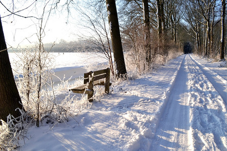 分支机构荷兰瓦塞纳尔Horsten森林的白雪小路皑太阳图片
